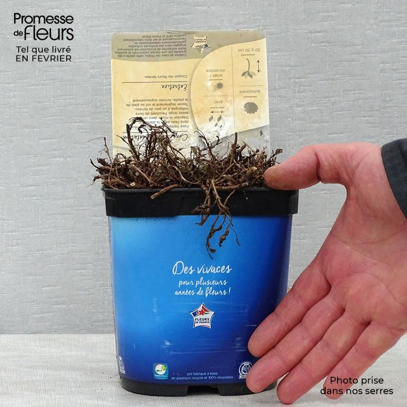 Exemplar von Veronica spicata Nana Blue - Véronique en épis Pot de 2L/3L wie im Winter geliefert