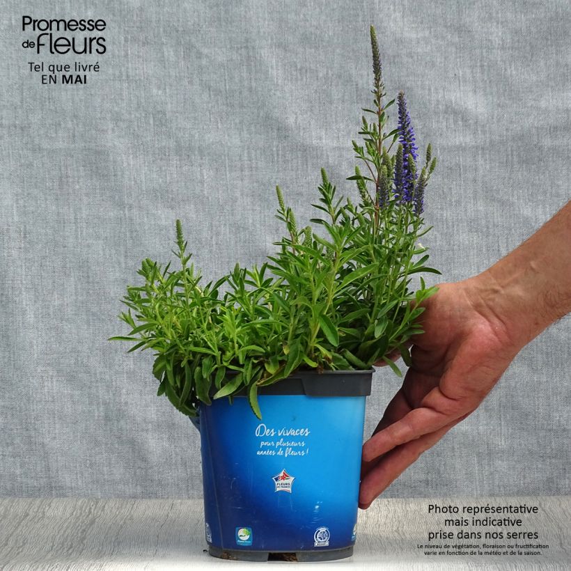 Exemplar von Ähriger Ehrenpreis Nana Blue - Veronica spicata Topf mit 2L/3L wie im Frühjahr geliefert