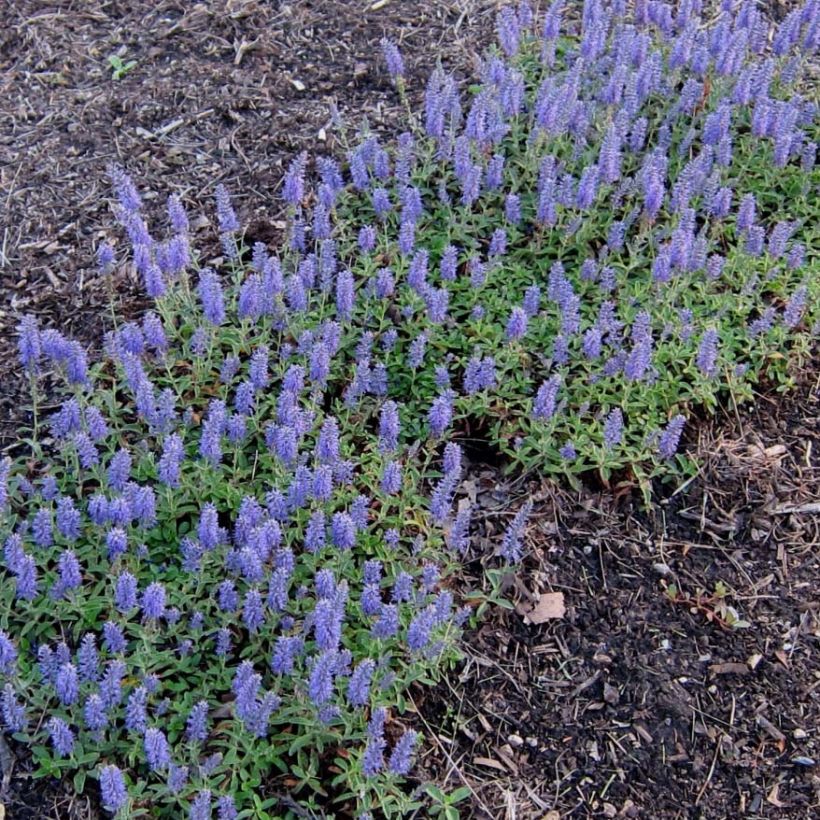 Ähriger Ehrenpreis Nana Blue - Veronica spicata (Hafen)