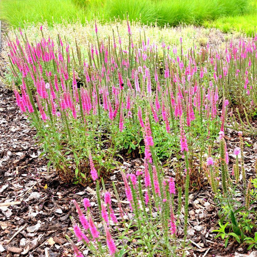 Ähriger Ehrenpreis Rotfuchs - Veronica spicata (Hafen)