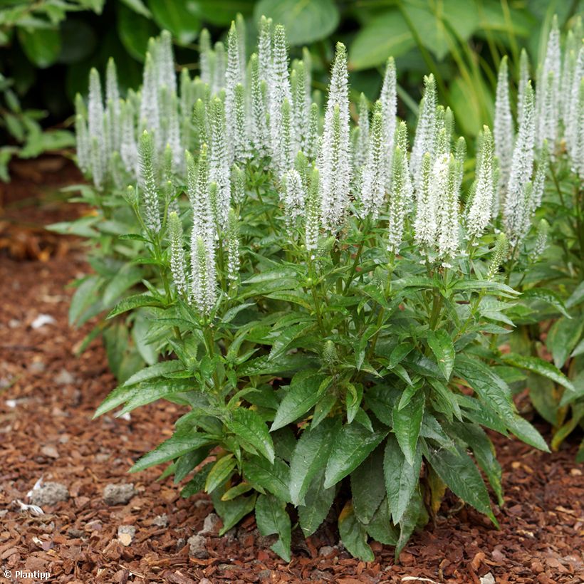 Ähriger Ehrenpreis Snow Candles - Veronica spicata (Hafen)