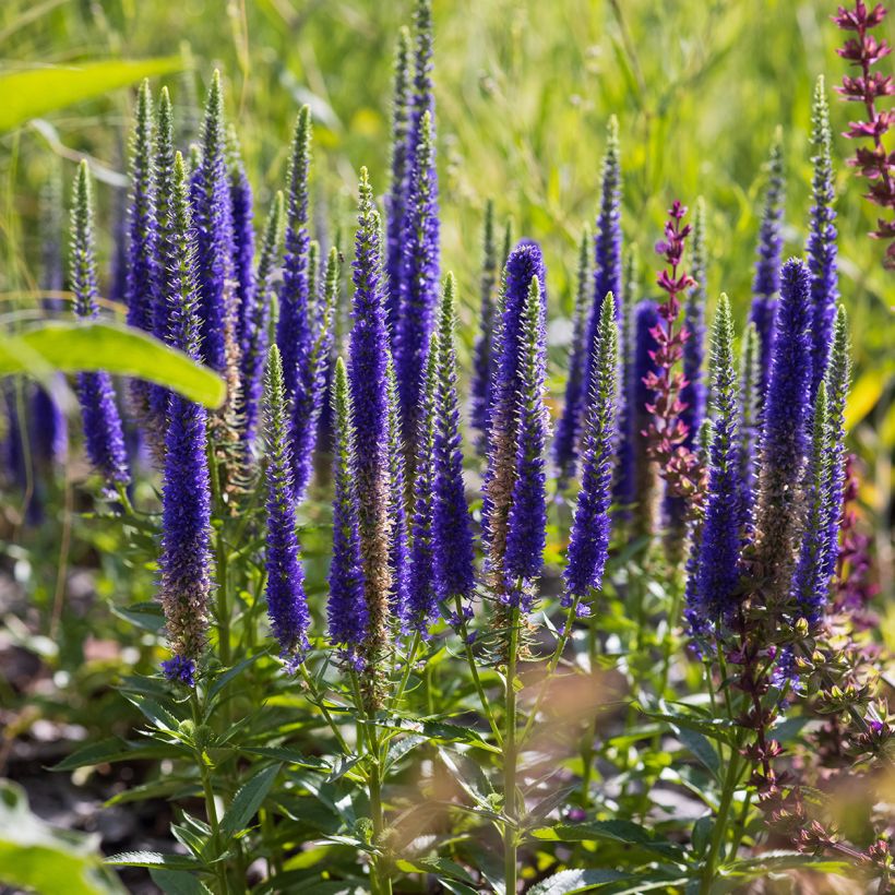 Ähriger Ehrenpreis Ulster Blue Dwarf - Veronica spicata (Hafen)