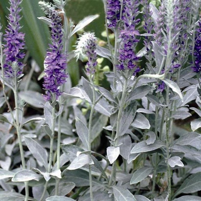 Silberblatt-Ehrenpreis Silbersee - Veronica spicata subsp. incana (Laub)