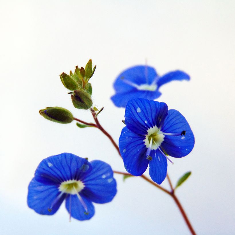 Ehrenpreis Georgia Blue - Veronica umbrosa (Blüte)