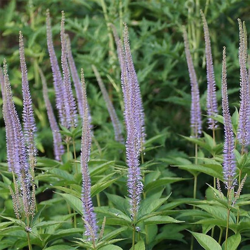 Veronicastrum sibiricum - Sibirischer Ehrenpreis (Blüte)