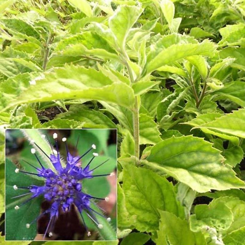 Veronicastrum villosulum (Blüte)