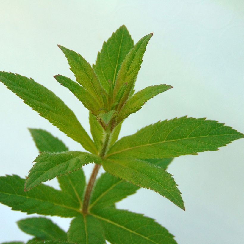 Veronicastrum virginicum Adoration - Virginischer Arzneiehrenpreis (Laub)