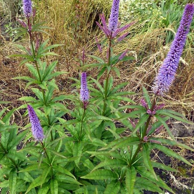 Veronicastrum virginicum Cupid - Virginischer Arzneiehrenpreis (Hafen)