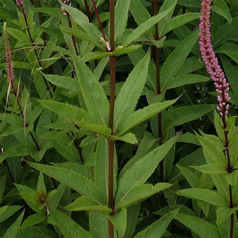 Veronicastrum virginicum Erica - Virginischer Arzneiehrenpreis (Laub)