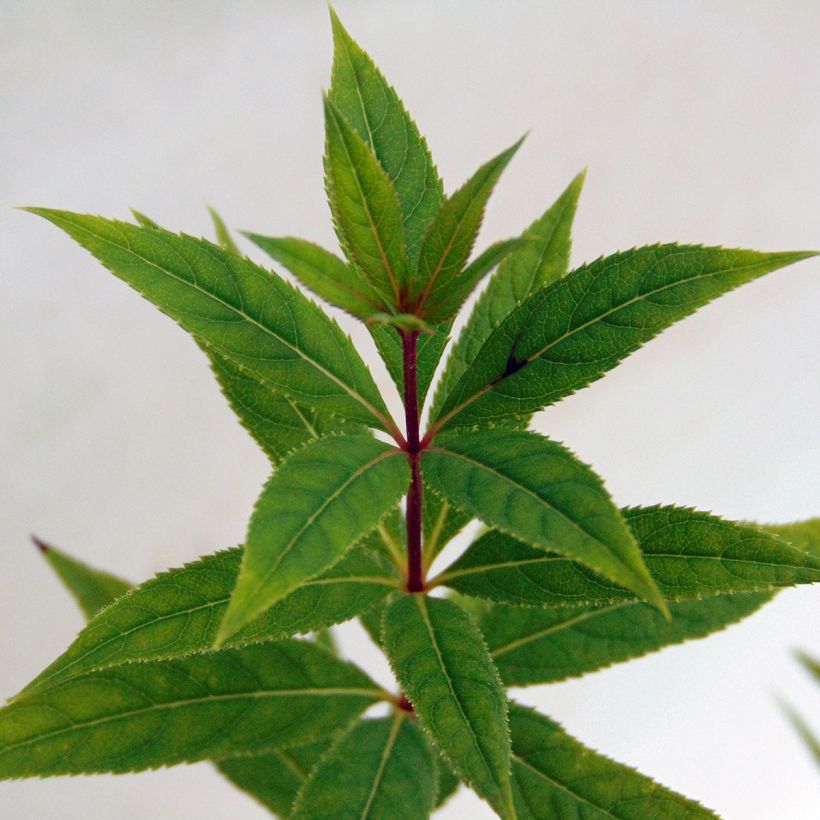 Veronicastrum virginicum Pink Glow - Virginischer Arzneiehrenpreis (Laub)