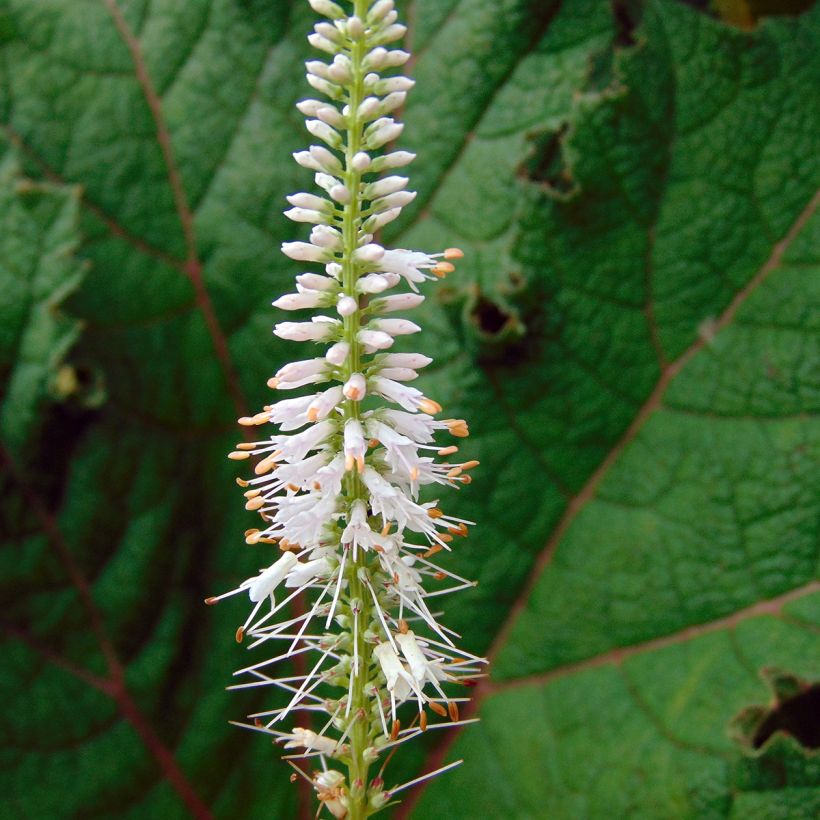 Veronicastrum virginicum Pink Glow - Virginischer Arzneiehrenpreis (Blüte)