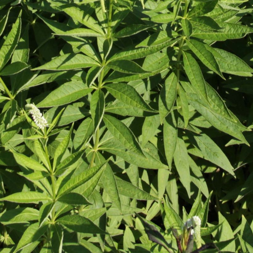 Veronicastrum virginicum Spring Dew - Virginischer Arzneiehrenpreis (Laub)