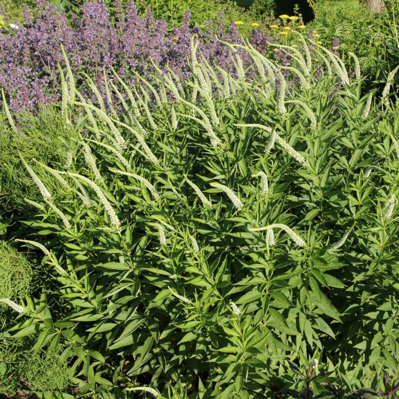 Veronicastrum virginicum Spring Dew - Virginischer Arzneiehrenpreis (Blüte)