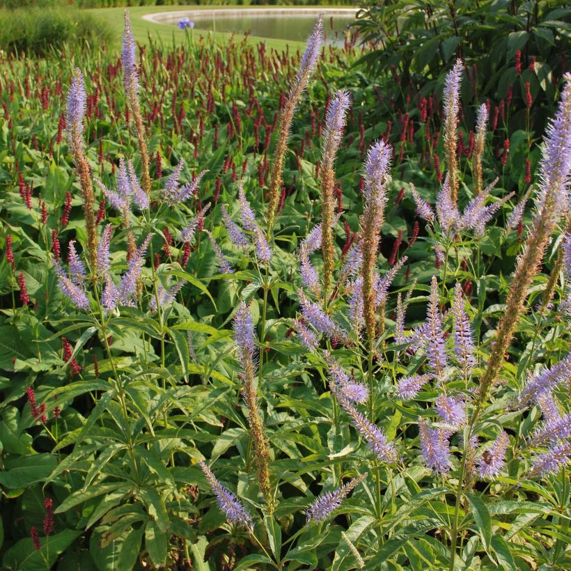 Veronicastrum virginicum Temptation - Virginischer Arzneiehrenpreis (Blüte)