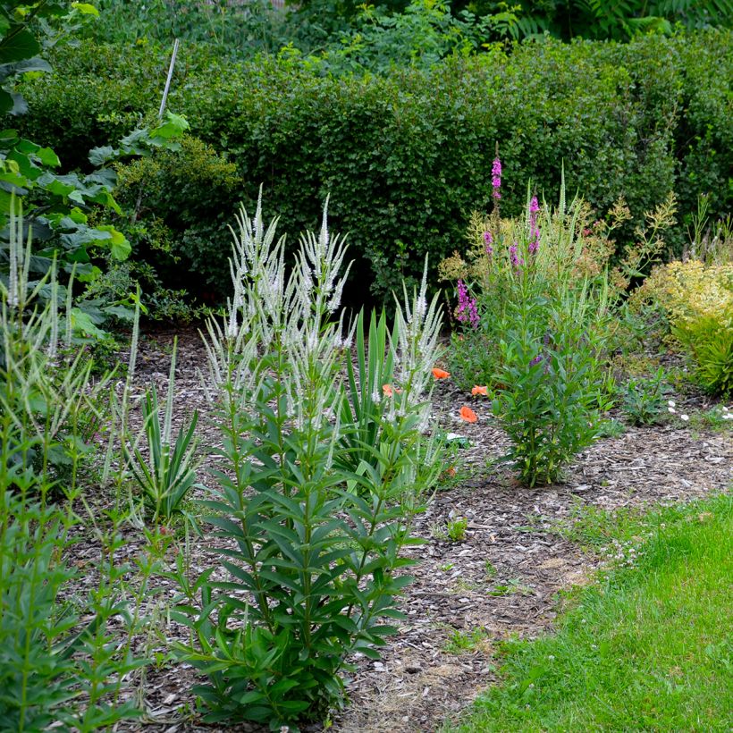 Veronicastrum virginicum var. album - Virginischer Arzneiehrenpreis (Hafen)