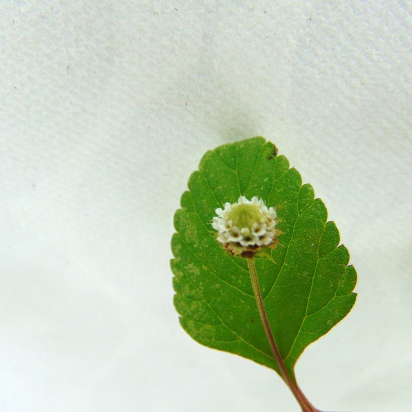 Aztekisches Süßkraut - Lippia dulcis (Blüte)