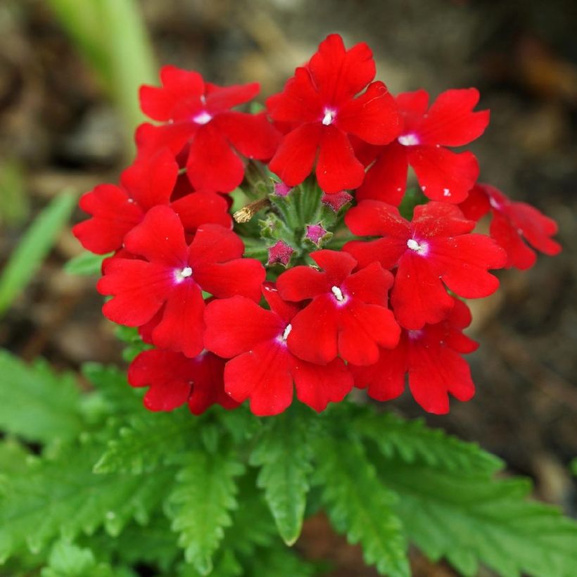 Verbene Vepita Dark Red (Blüte)