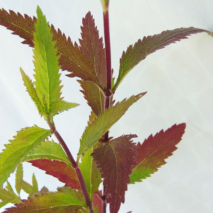 Verbena hastata - Lanzen-Eisenkraut (Laub)