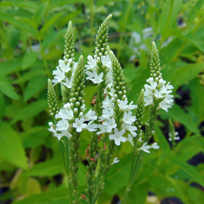 Verbena hastata Alba - Lanzen-Eisenkraut (Blüte)