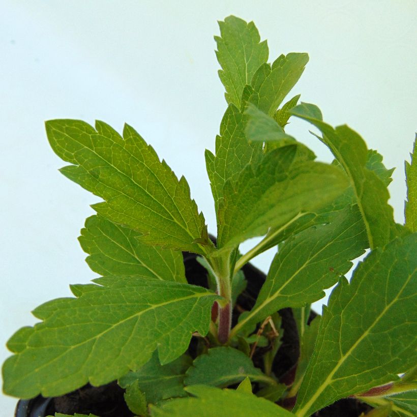 Verbena hastata Rosea - Lanzen-Eisenkraut (Laub)