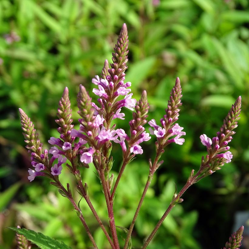 Verbena hastata Rosea - Lanzen-Eisenkraut (Blüte)