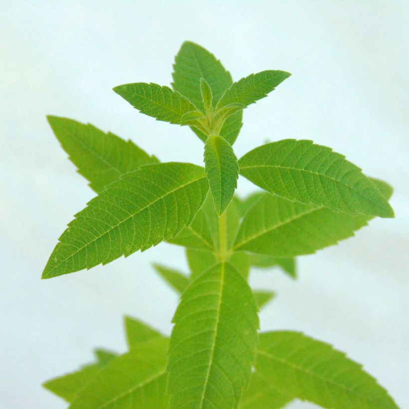 Zitronenstrauch - Aloysia triphylla (Laub)