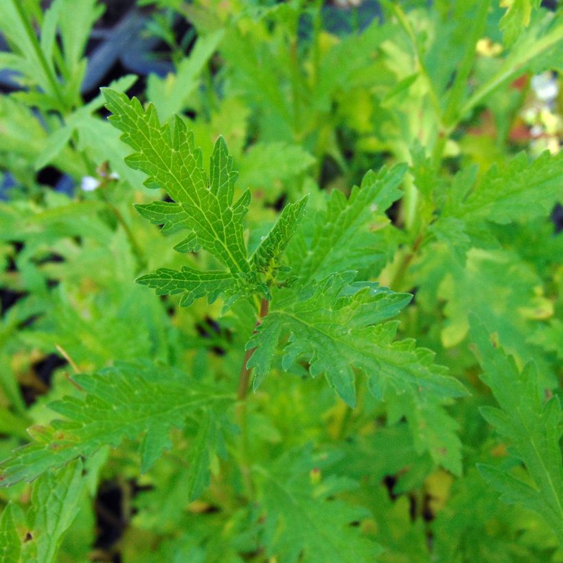 Echtes Eisenkraut - Verbena officinalis (Laub)