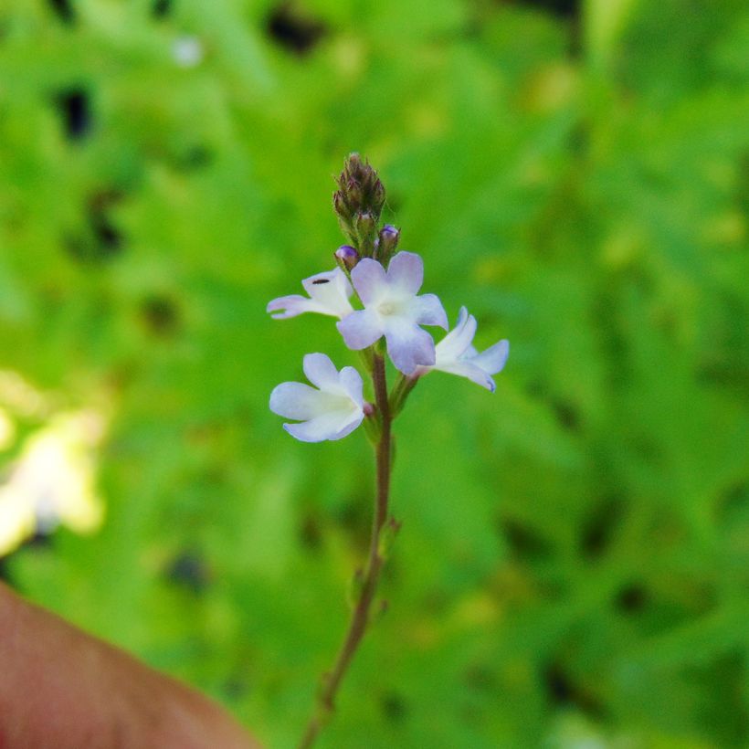 Echtes Eisenkraut - Verbena officinalis (Blüte)