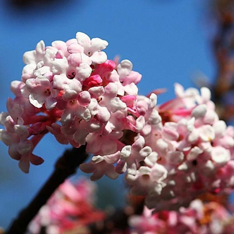 Bodnant-Winterschneeball Dawn - Viburnum bodnantense (Blüte)