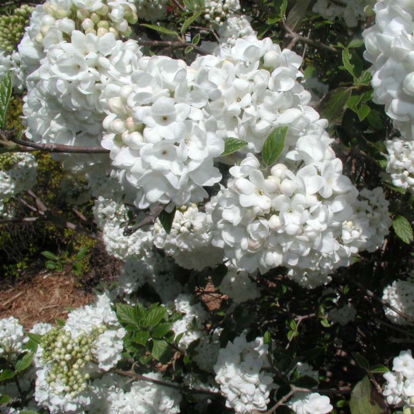 Schneeball Eskimo - Viburnum utile (Blüte)