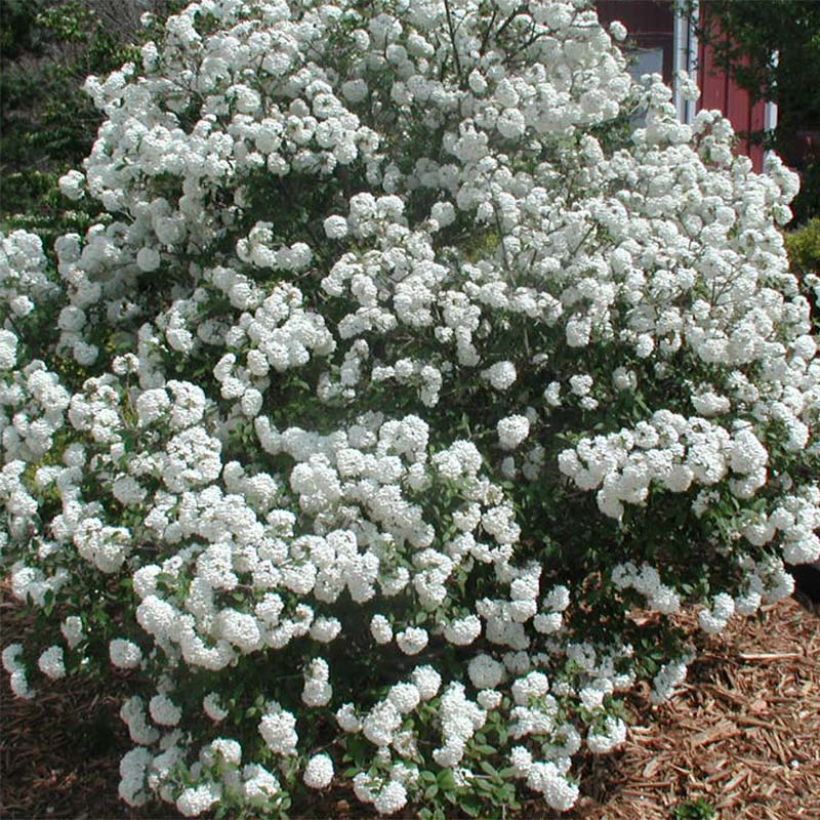 Schneeball Pragense - Viburnum (Blüte)