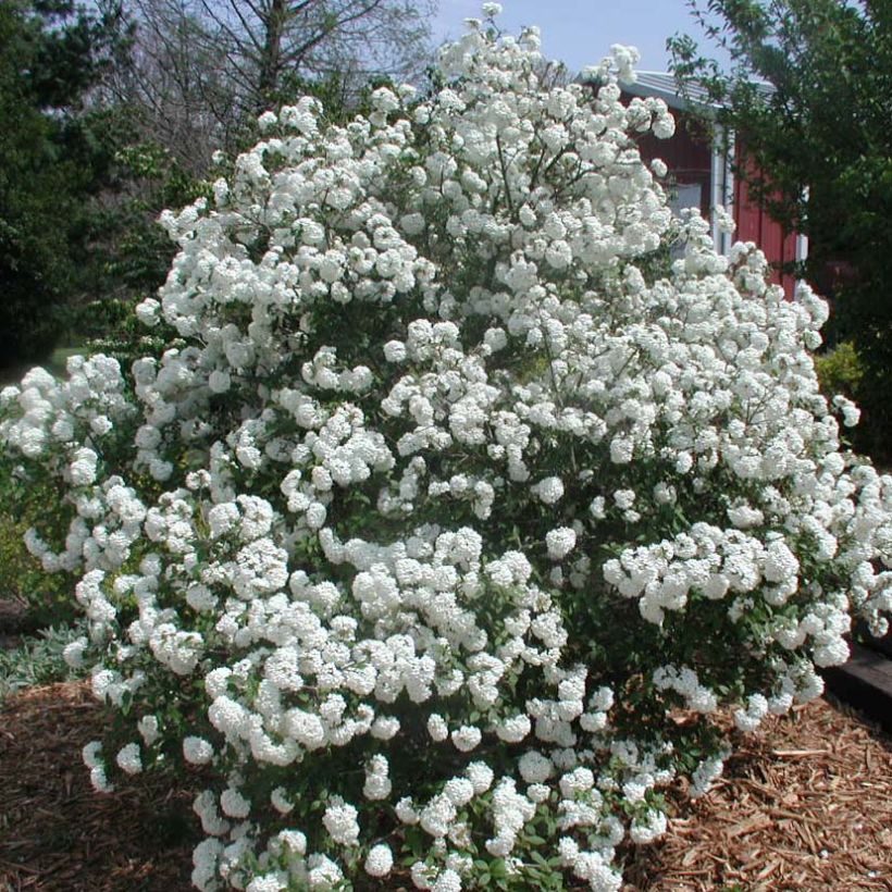 Schneeball Pragense - Viburnum (Hafen)