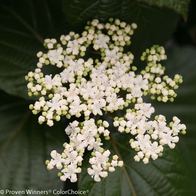 Schneeball Shiny Dancer - Viburnum (Blüte)