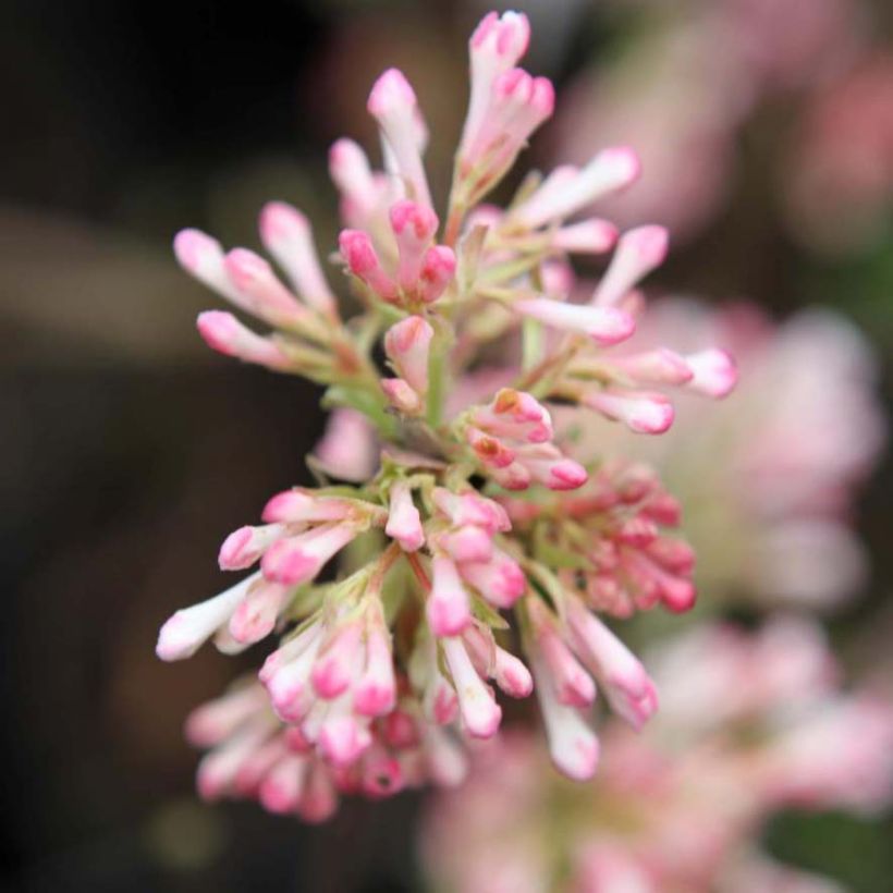 Bodnant-Winterschneeball Charles Lamont - Viburnum bodnantense (Blüte)