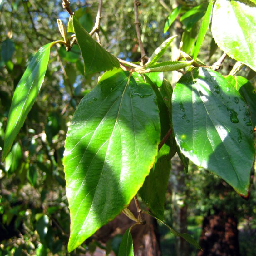 Burkwoods Schneeball - Viburnum burkwoodii (Laub)