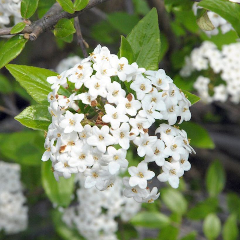 Burkwoods Schneeball - Viburnum burkwoodii (Blüte)