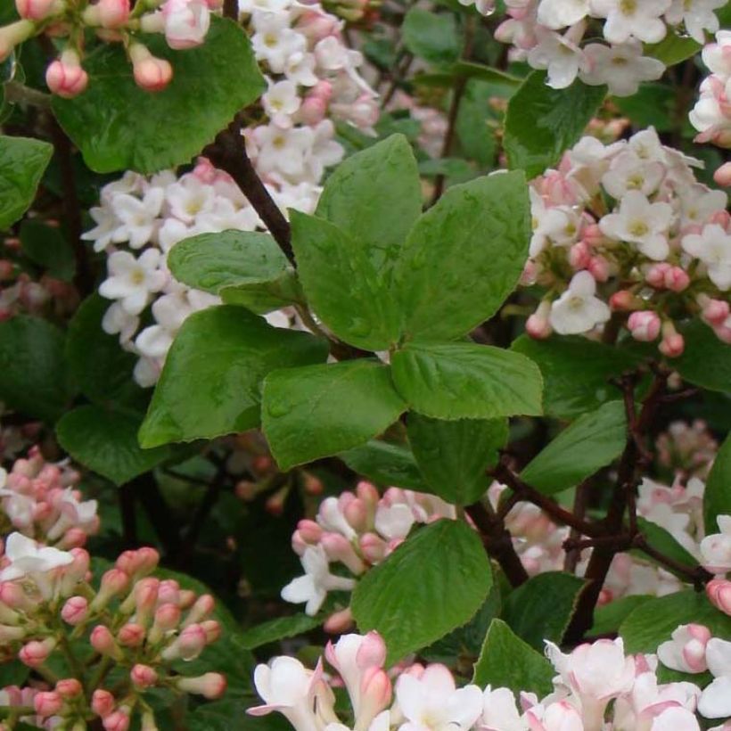 Oster-Schneeball Ann Russell - Viburnum burkwoodii (Laub)