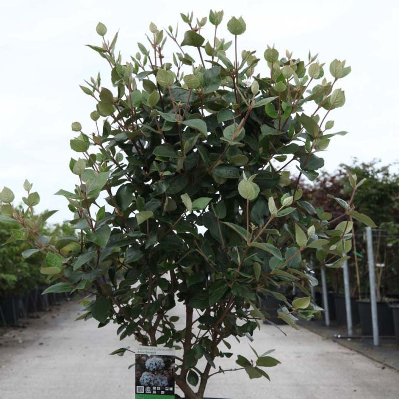 Oster-Schneeball Ann Russell - Viburnum burkwoodii (Hafen)