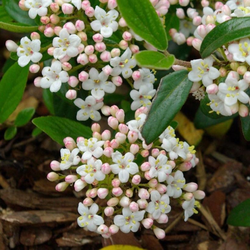 Oster-Schneeball Conoy - Viburnum burkwoodii (Blüte)