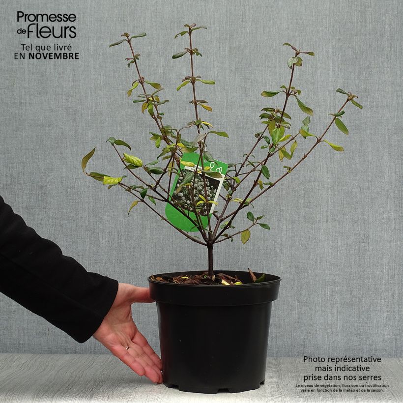 Exemplar von Viburnum burkwoodii Conoy - Viorne de Burkwood  Pot de 4L/5L wie im Herbst geliefert