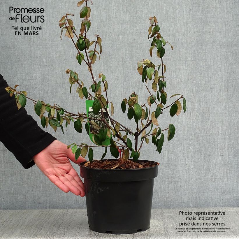 Exemplar von Viburnum burkwoodii Conoy - Viorne de Burkwood  Pot de 4L/5L wie im Winter geliefert