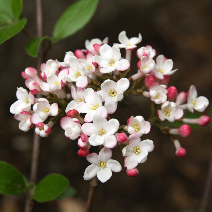 Oster-Schneeball Mohawk - Viburnum burkwoodii (Blüte)