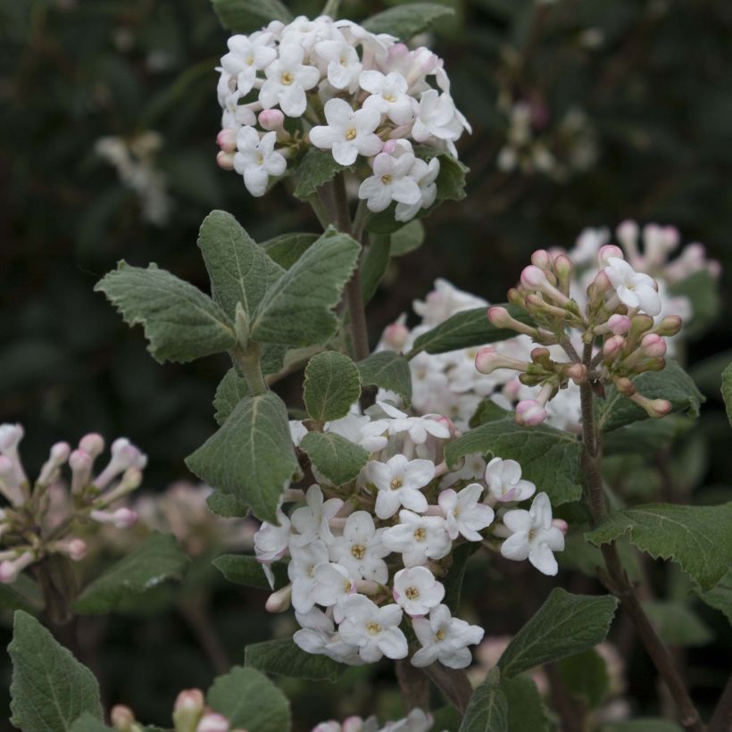 Koreanischer Duft-Schneeball Caprifoliaceae - Viburnum carlesii (Blüte)