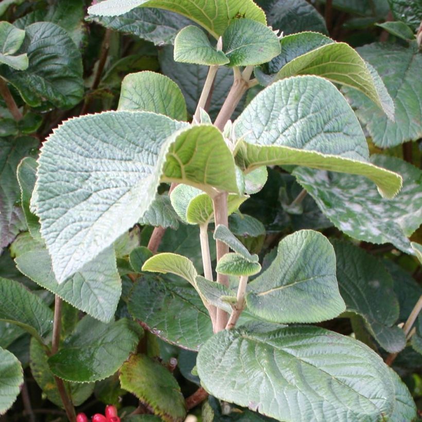 Koreanischer Duft-Schneeball Juddii - Viburnum carlesii (Laub)