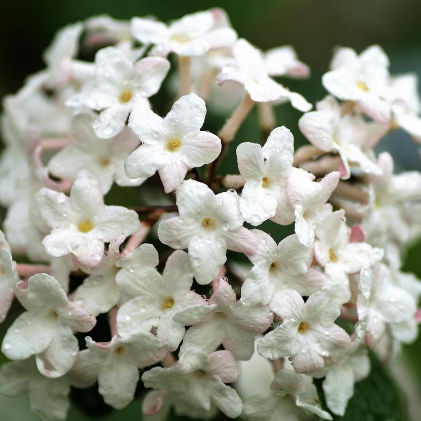 Koreanischer Duft-Schneeball Juddii - Viburnum carlesii (Blüte)