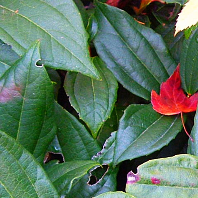 Immergrüner Kissen-Schneeball - Viburnum davidii (Laub)