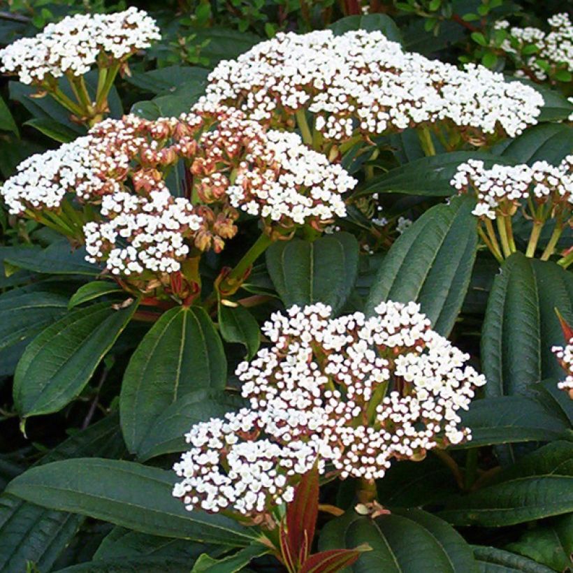 Immergrüner Kissen-Schneeball - Viburnum davidii (Blüte)