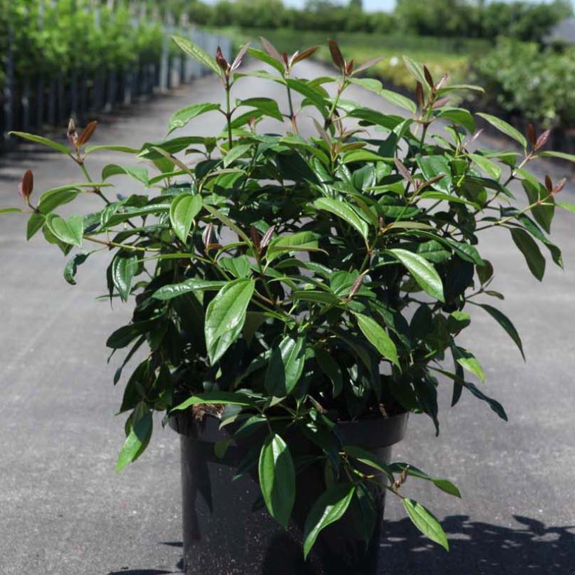 Immergrüner Kissen-Schneeball Angustifolium - Viburnum davidii (Hafen)