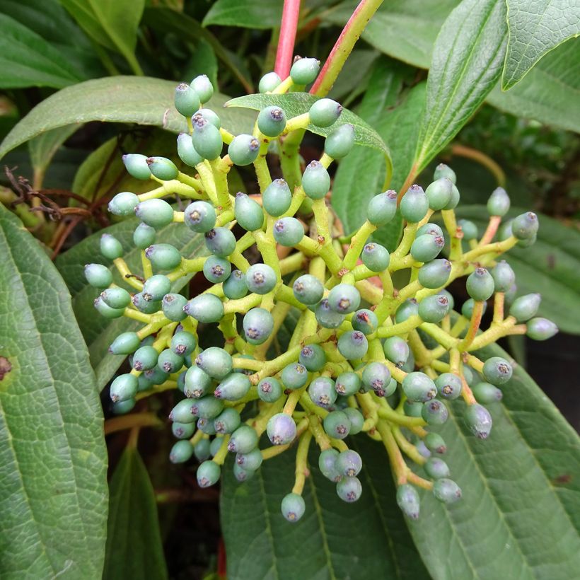 Immergrüner Kissen-Schneeball - Viburnum davidii (Ernte)