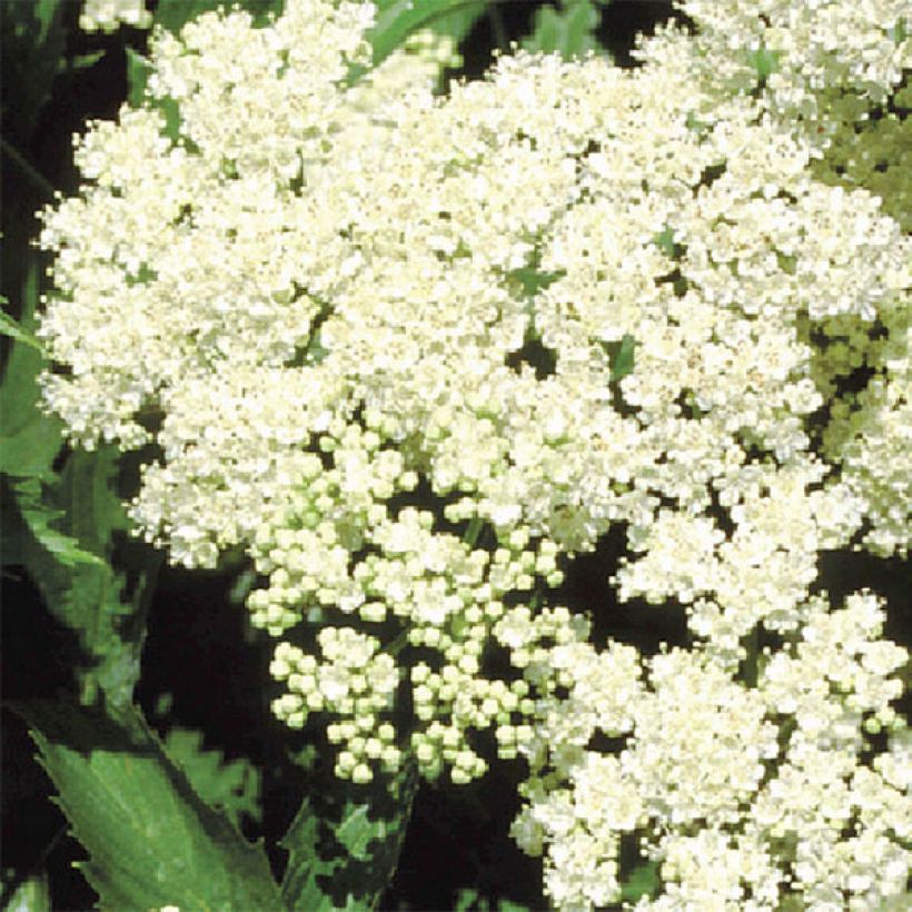 Gezähnter Schneeball Blue Muffin - Viburnum dentatum (Blüte)